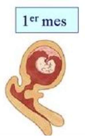 1 mes del embarazo