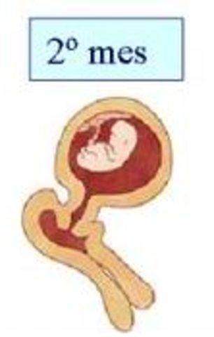 2 mes del embarazo