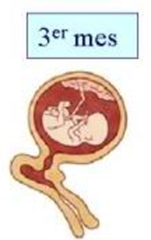 3 mes de embarazo
