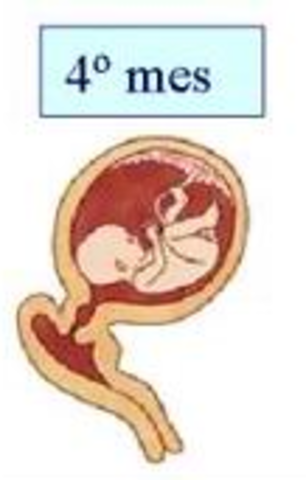 4 mes de embarazo