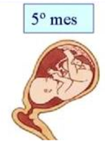 5 mes de embarazo