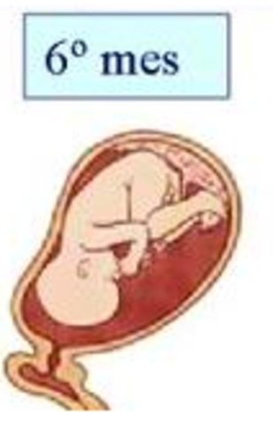 6 mes de embarazo