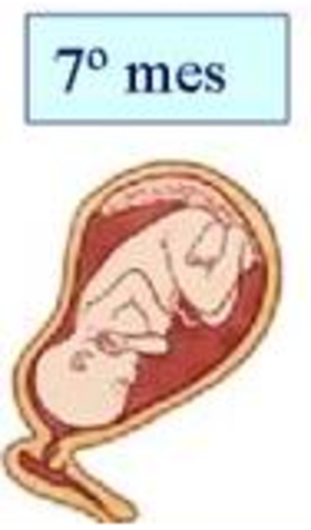 7 mes de embarazo