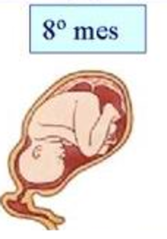 8 mes de embarazo