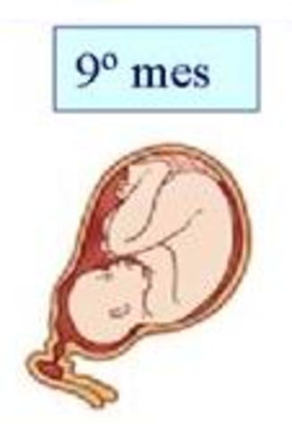 9 mes de embarazo