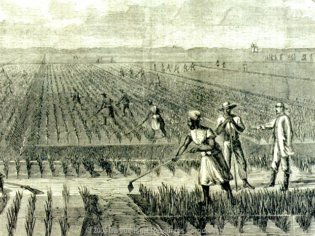 Rice and Indigo Cultivation in South Carolina