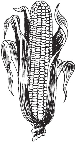 Maize cultivation