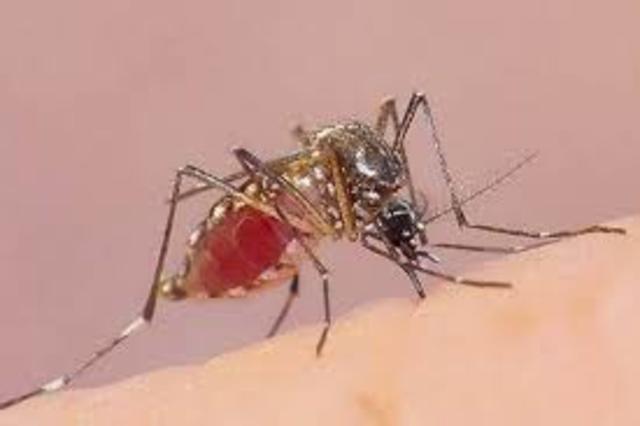 AVANCE DE LOS BROTES