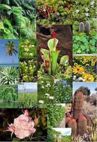 PLANTAS TERRESTRES