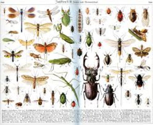 INSECTOS