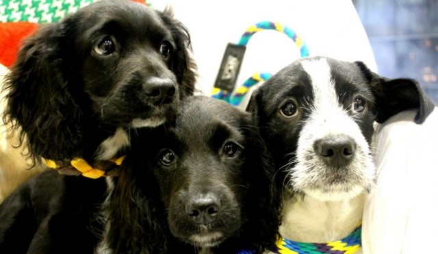 Womens SPCA of Pennsylvania is Established