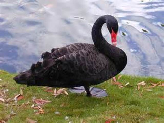 The Swan River is Named