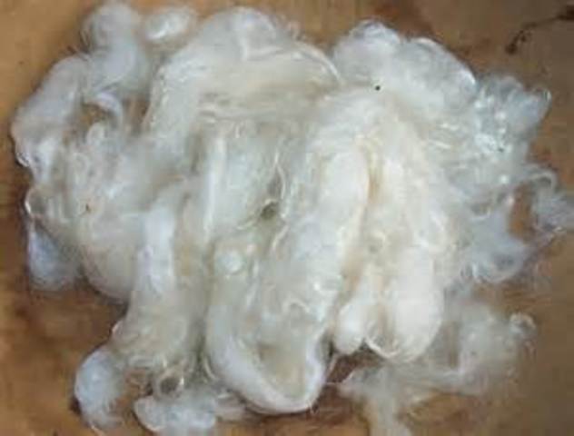 Australia Starts Exporting Merino Wool