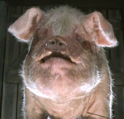 Old Major tells the pigs of his plan