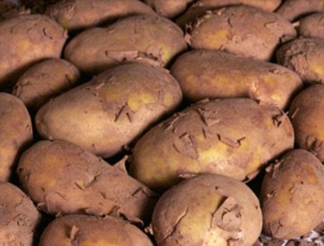 Discovery of the Potato