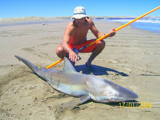 i saw a shark in the sea