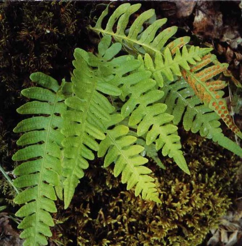 Primeras Células Pluricelulares (Metafitas)