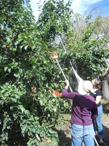 Herr Müller und Felix entladen Äpfel zum Frühstück zu bekommen.