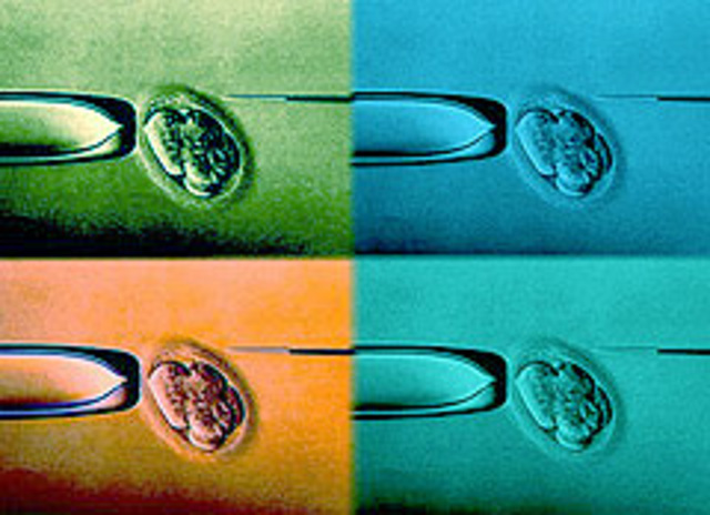 Se decide trabajar por la copia exacta de nucleo