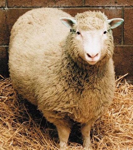 Nace la oveja Dolly