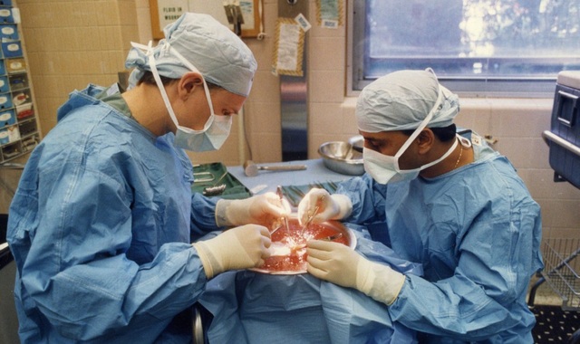 Australia's first liver transplant operation is performed in Sydney