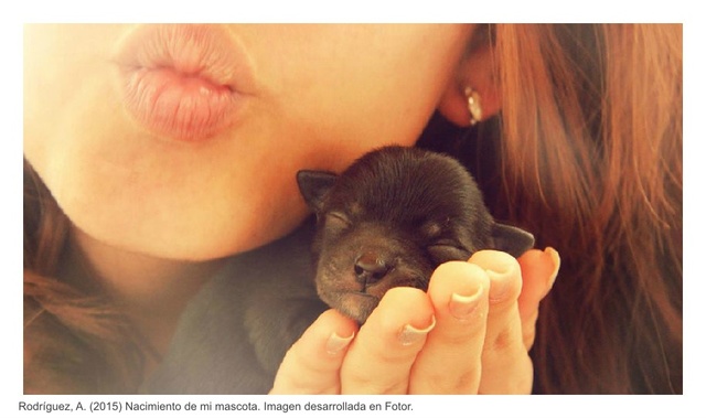 Nacimiento de mi mascota