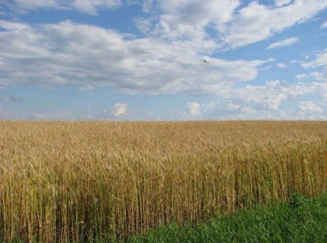 Освіта письменника