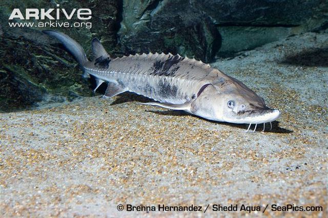 Sturgeon Species
