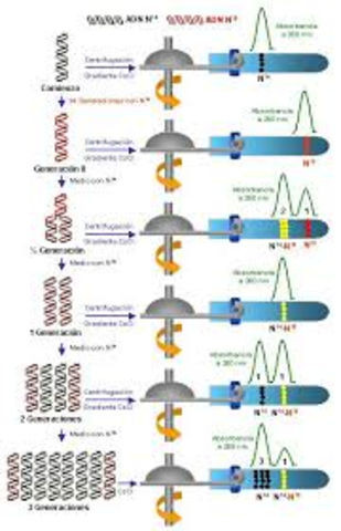experiencia Meselson stahl 1ª parte