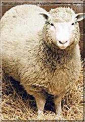 Oveja Dolly