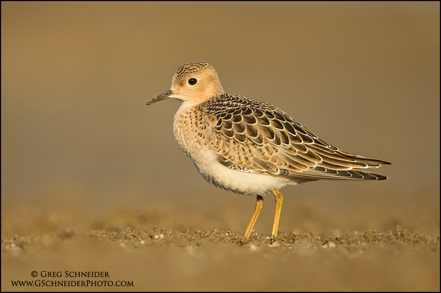 Typical Plants/Animals