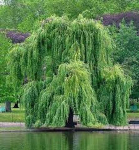 Climax Community & Species Diversity