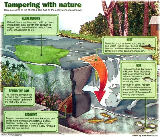 Dams Ruin Wetlands!