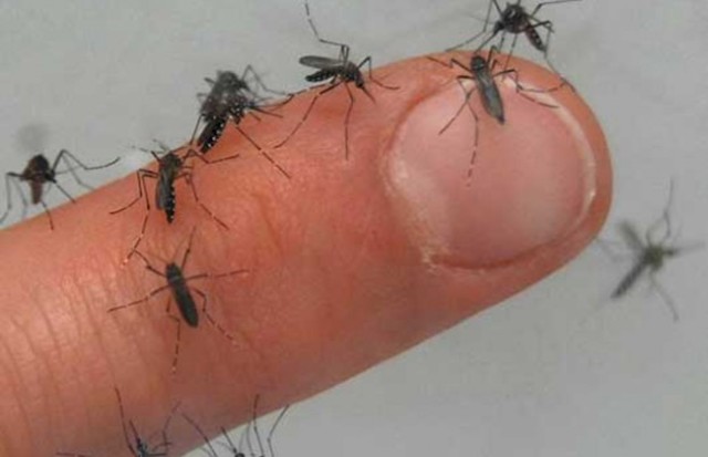 transmicion de enfermedad