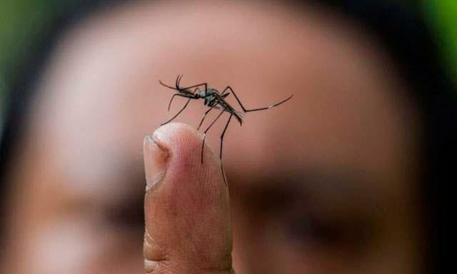descubrimiento del chikungunya