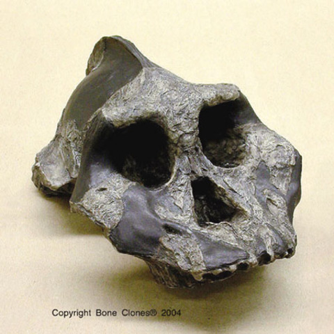 Paranthropus aethiopicus