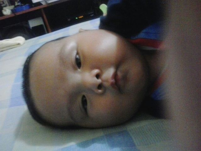 Seis vivarachos meses