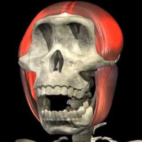 Paranthropus robustus