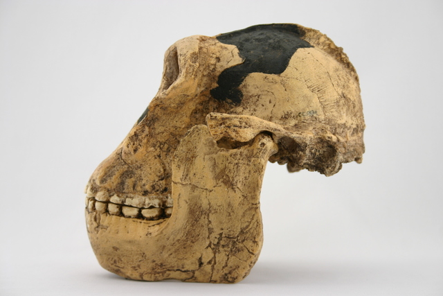 Paranthropus boisei