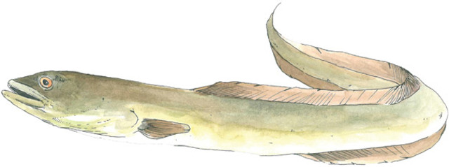 American Eel