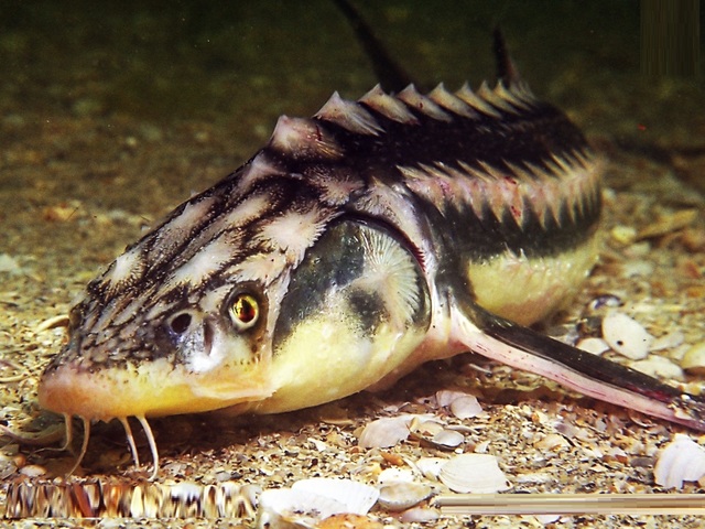 Short Nose Sturgeon