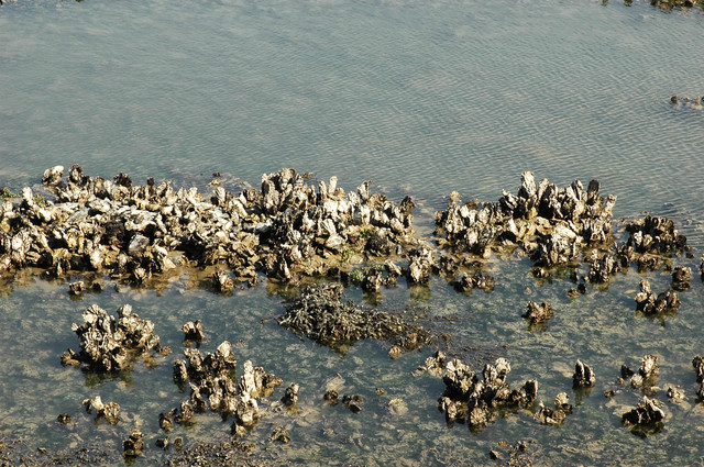 Oyster Reefs