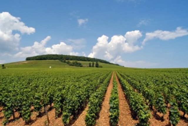 Κοινή γεωργική πολιτική