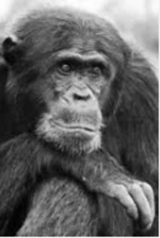 Researchers discovered HIV link to monkeys