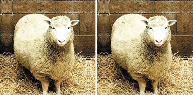 Scientists clone first sheep