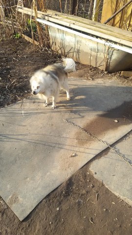 My parents presented me a dog.