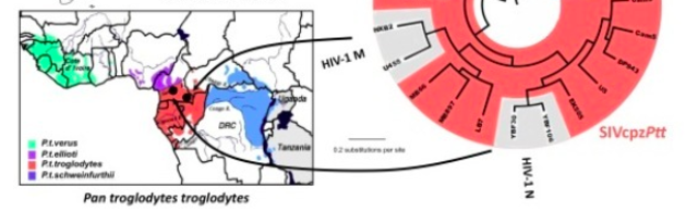 The discovery of SIV linked to HIV