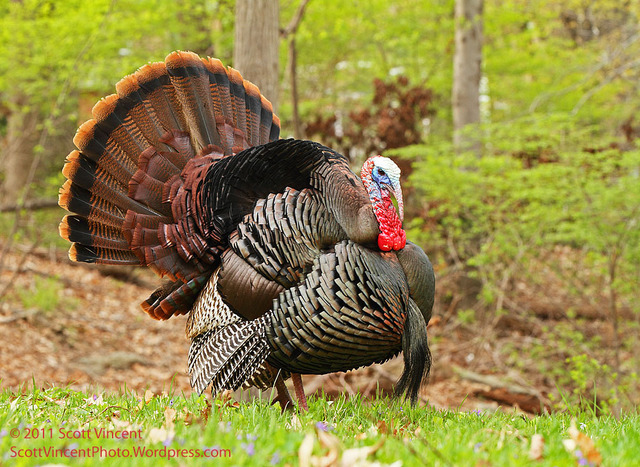 shoot my first turkey