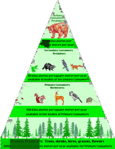 Energy Pyramid