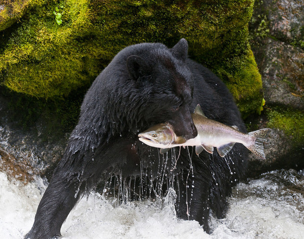 Salmon Decline